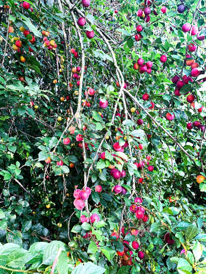 Holiday Home Les Plachettes Flobecq Extérieur photo